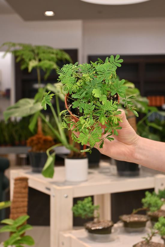Sensitive Plant