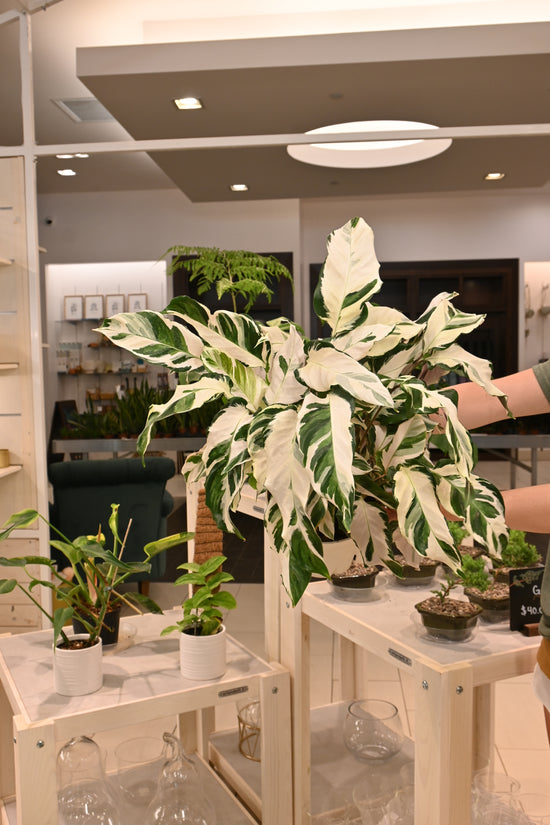 Calathea Stella