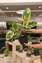 Ficus Tineke