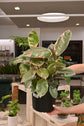 Ficus Ruby