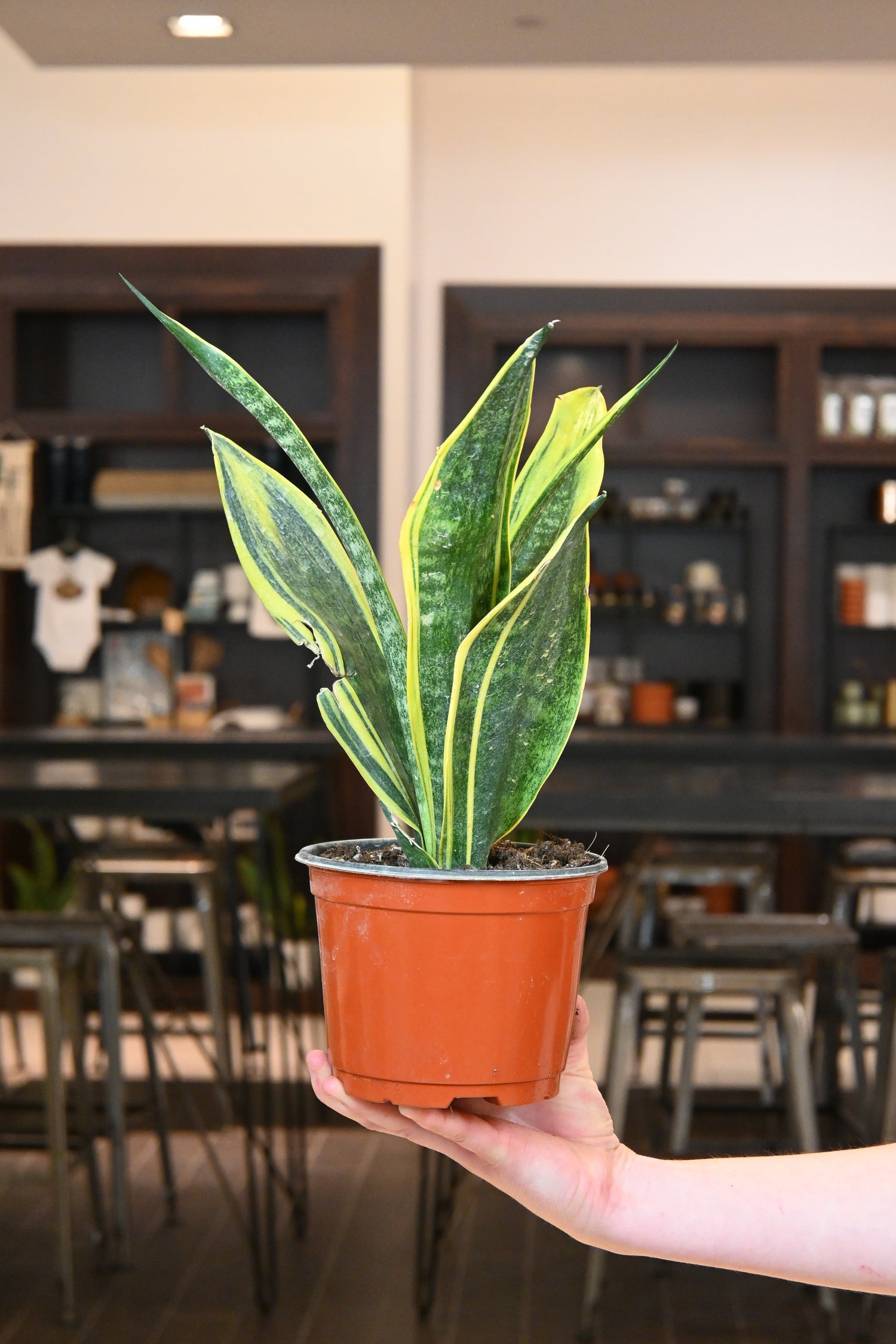 sansevieria green flame Sansevieria Golden Flame – Lost in the Forrest