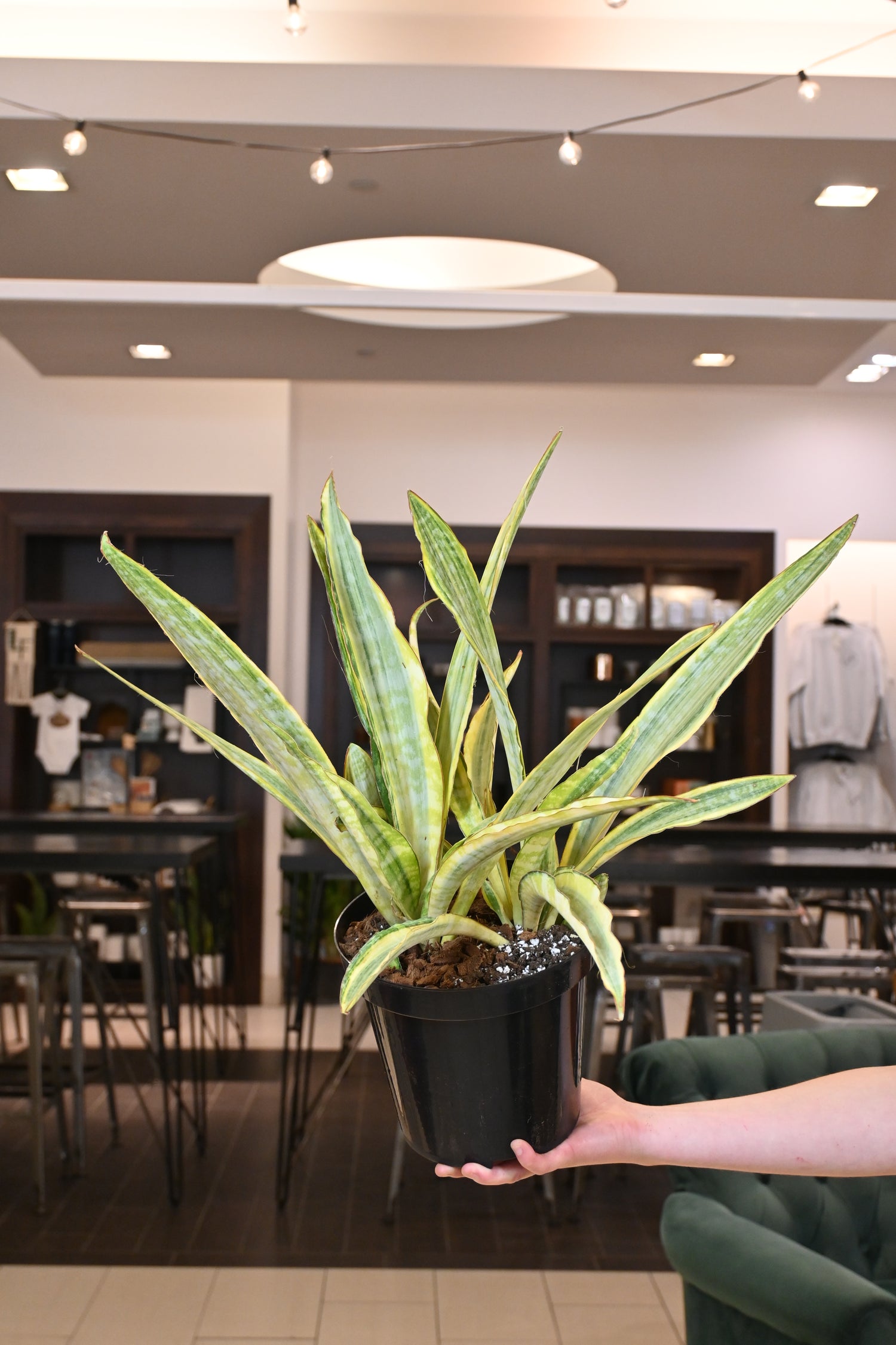 sansevieria laurentii kaufen Sansevieria Laurentii – Lost in the Forrest