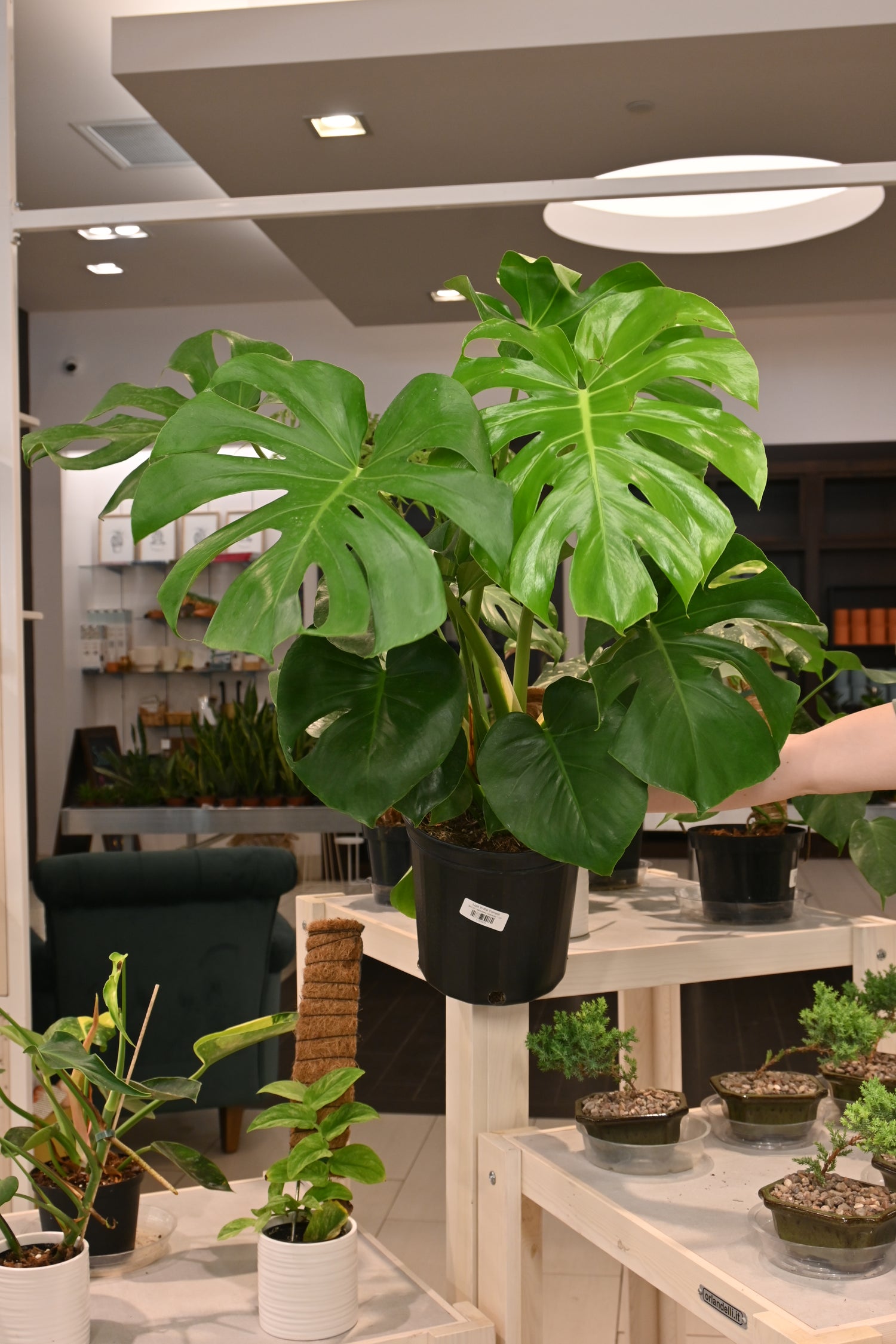 monstera deliciosa chambre Monstera Deliciosa – Lost in the Forrest