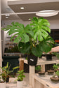 Monstera Deliciosa