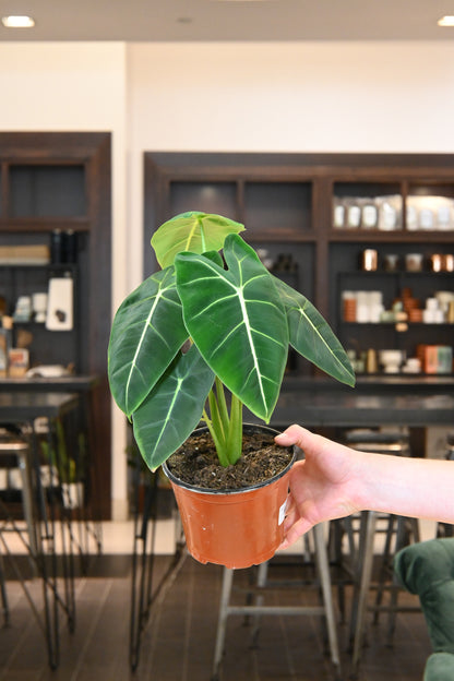 Alocasia Frydek