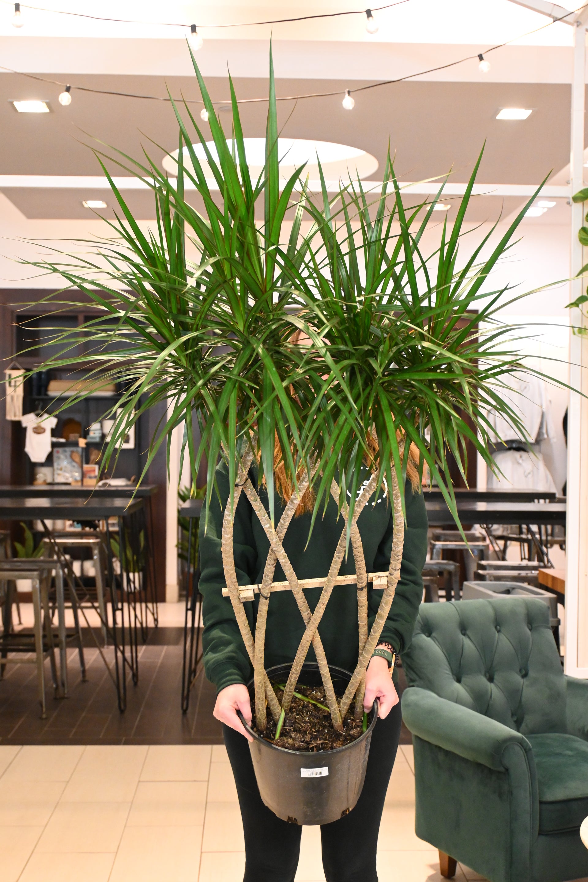how to braid dracaena Dracaena Marginata Flat Weave Braid