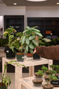 Calathea Grey Star