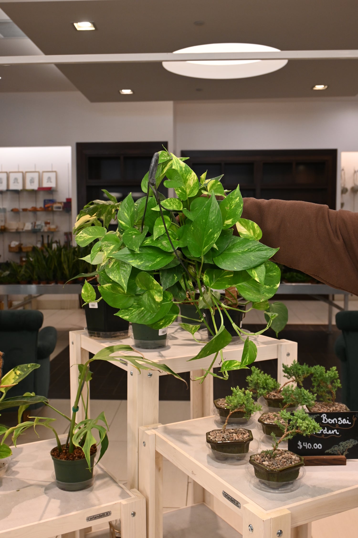 pothos ceiling 6'' Golden Pothos