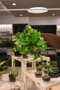 Golden Pothos