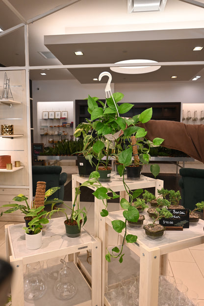 Jade Pothos