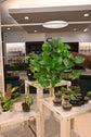 Jade Pothos