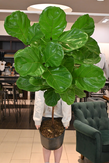 Ficus Lyrata Tree