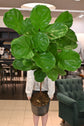 Ficus Lyrata Tree