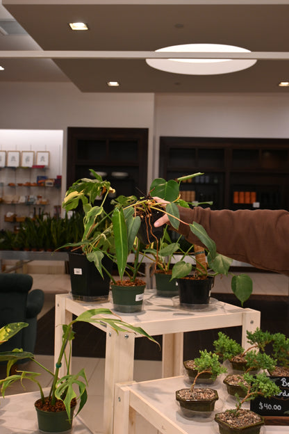 Philodendron Spiritus Sancti