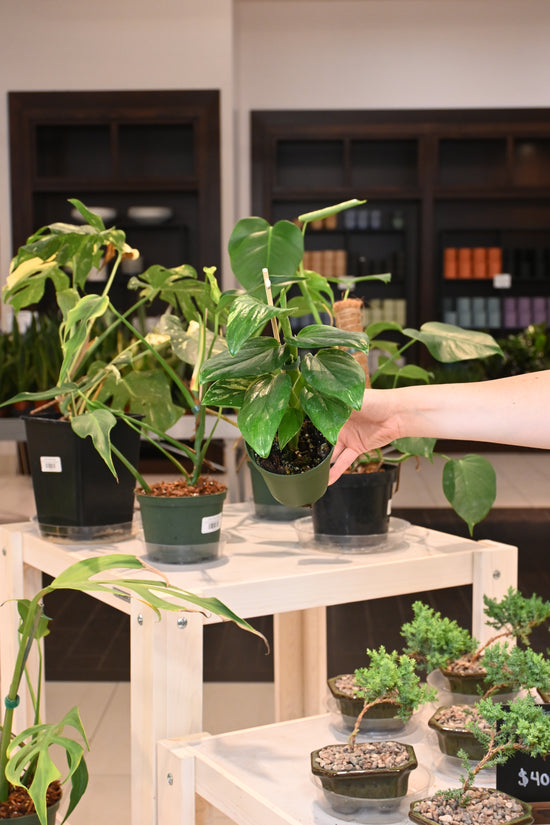 Monstera Standleyana Aurea