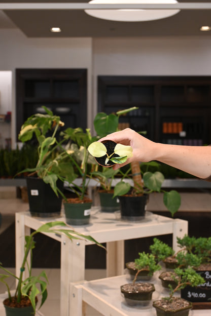 Philodendron Variegated Burle Marx