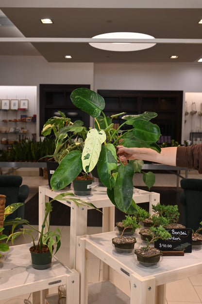 Philodendron Jose Buono