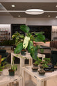 Philodendron Jose Buono