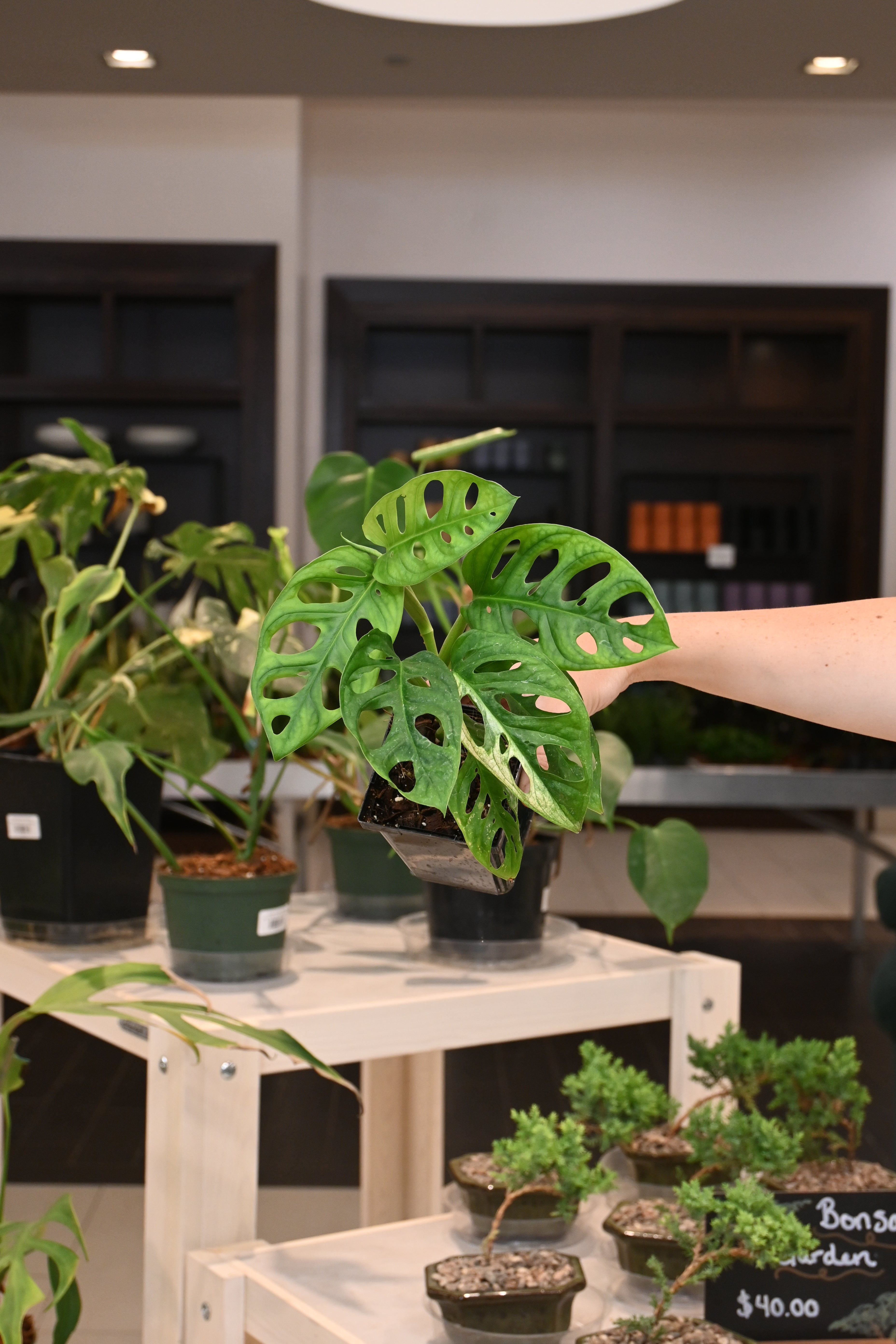 Monstera Adansonii (Reverted)