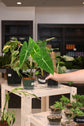Alocasia Frydek