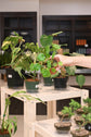 Pilea Peperomioides