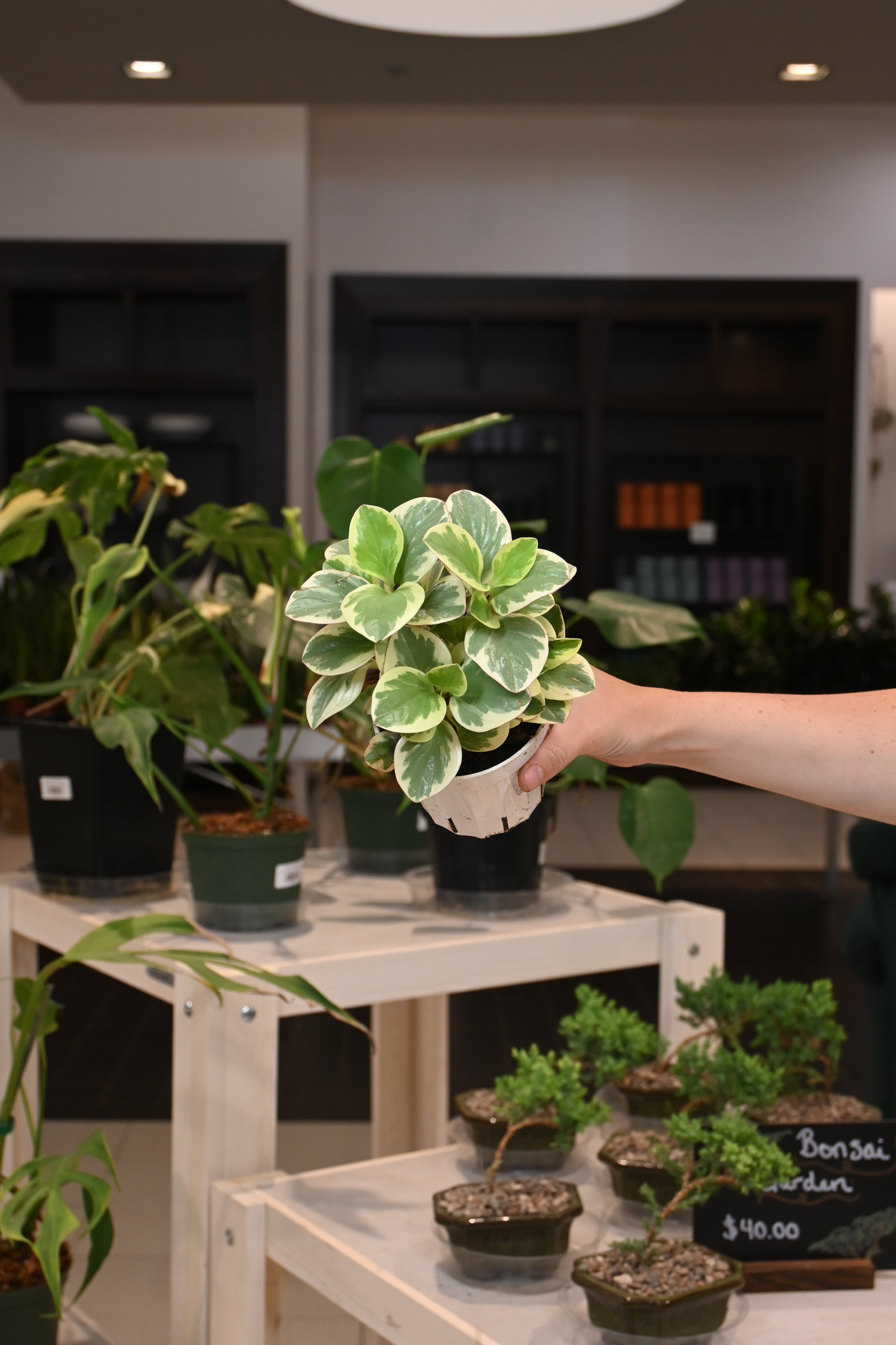 Peperomia Variegated