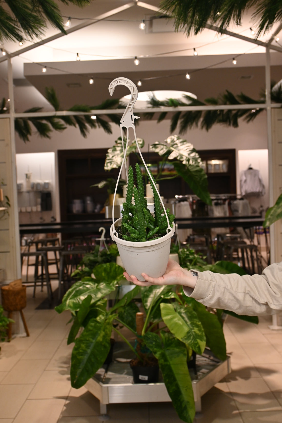 Huernia Schneideriana