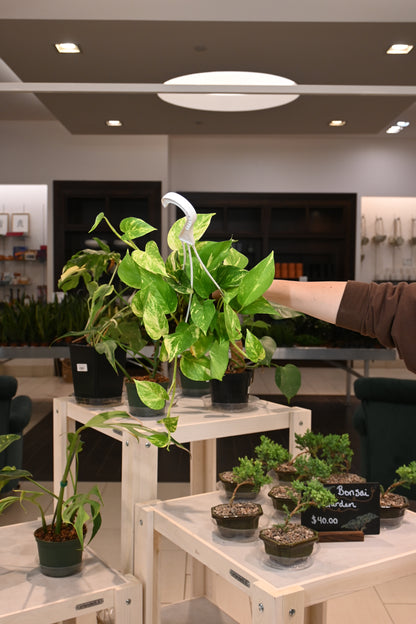 Hawaiian Pothos
