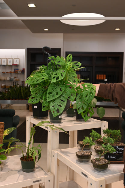 Monstera Adansonii Wide Form