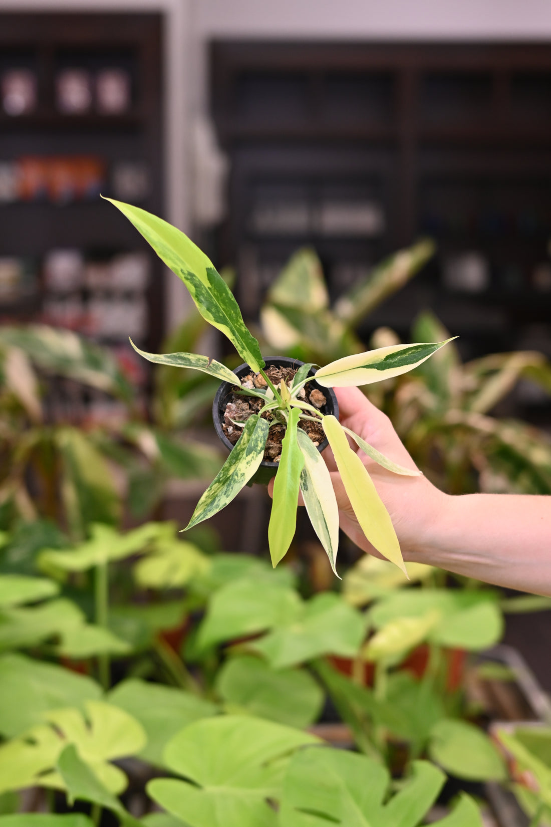 Philodendron Florida Beauty X Tortum