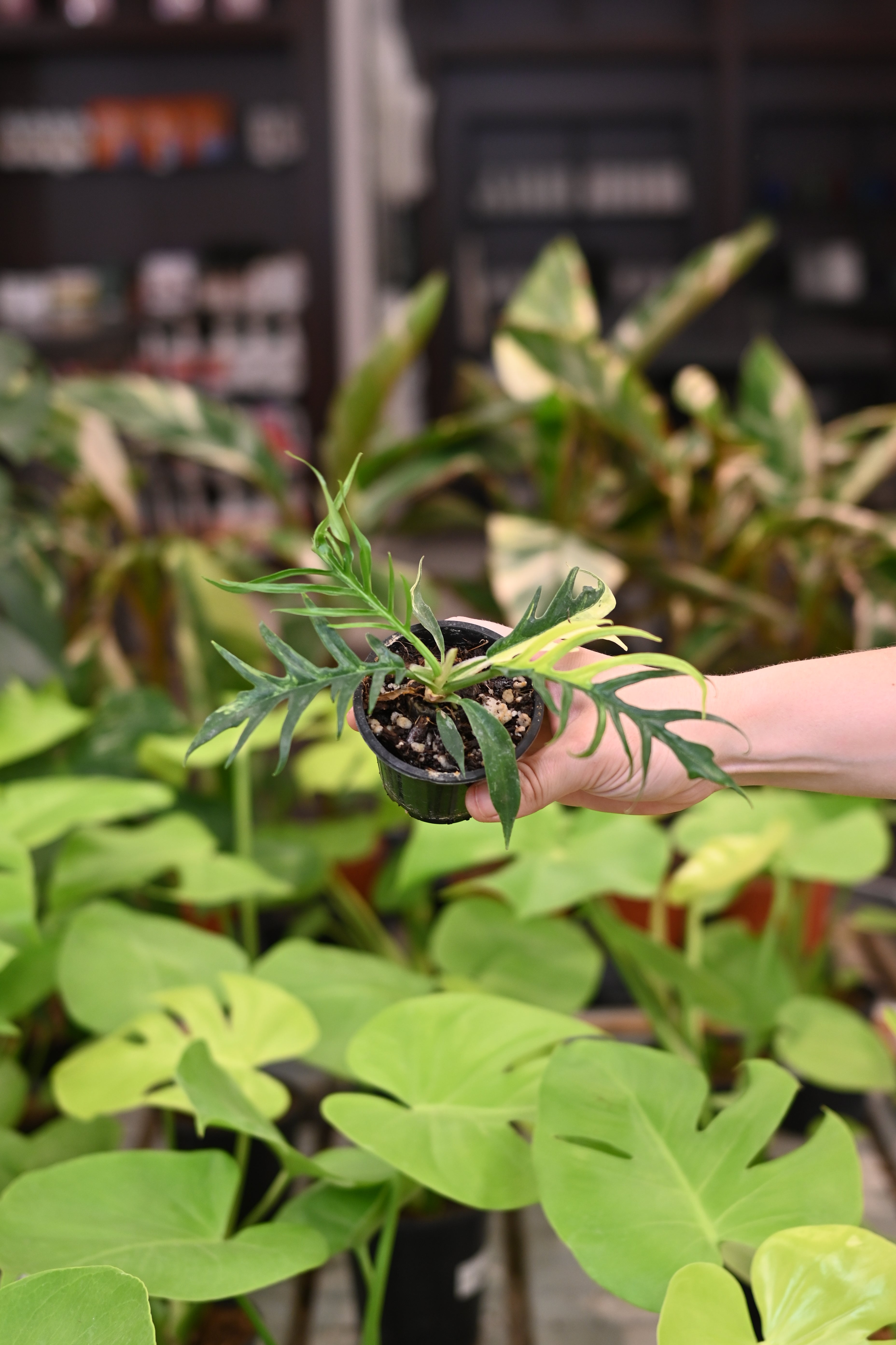 Philodendron Variegated Tortum