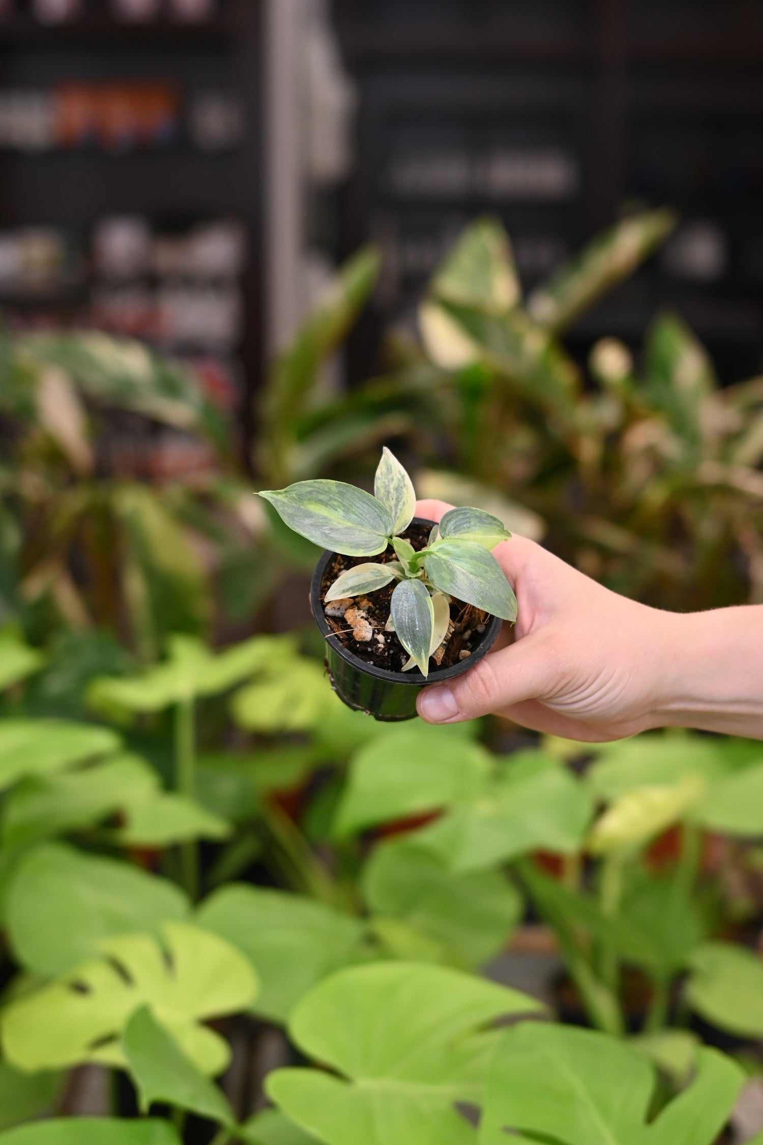 Philodendron Variegated Silver Sword
