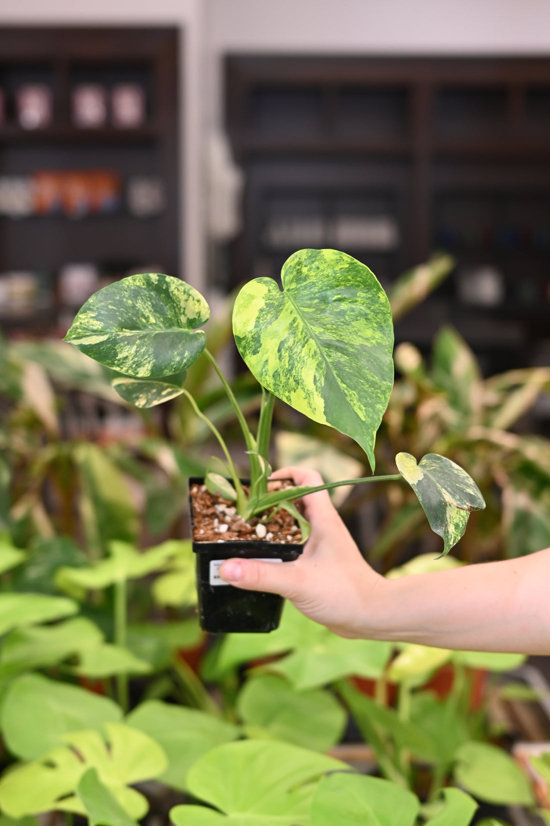 Monstera Marilyn