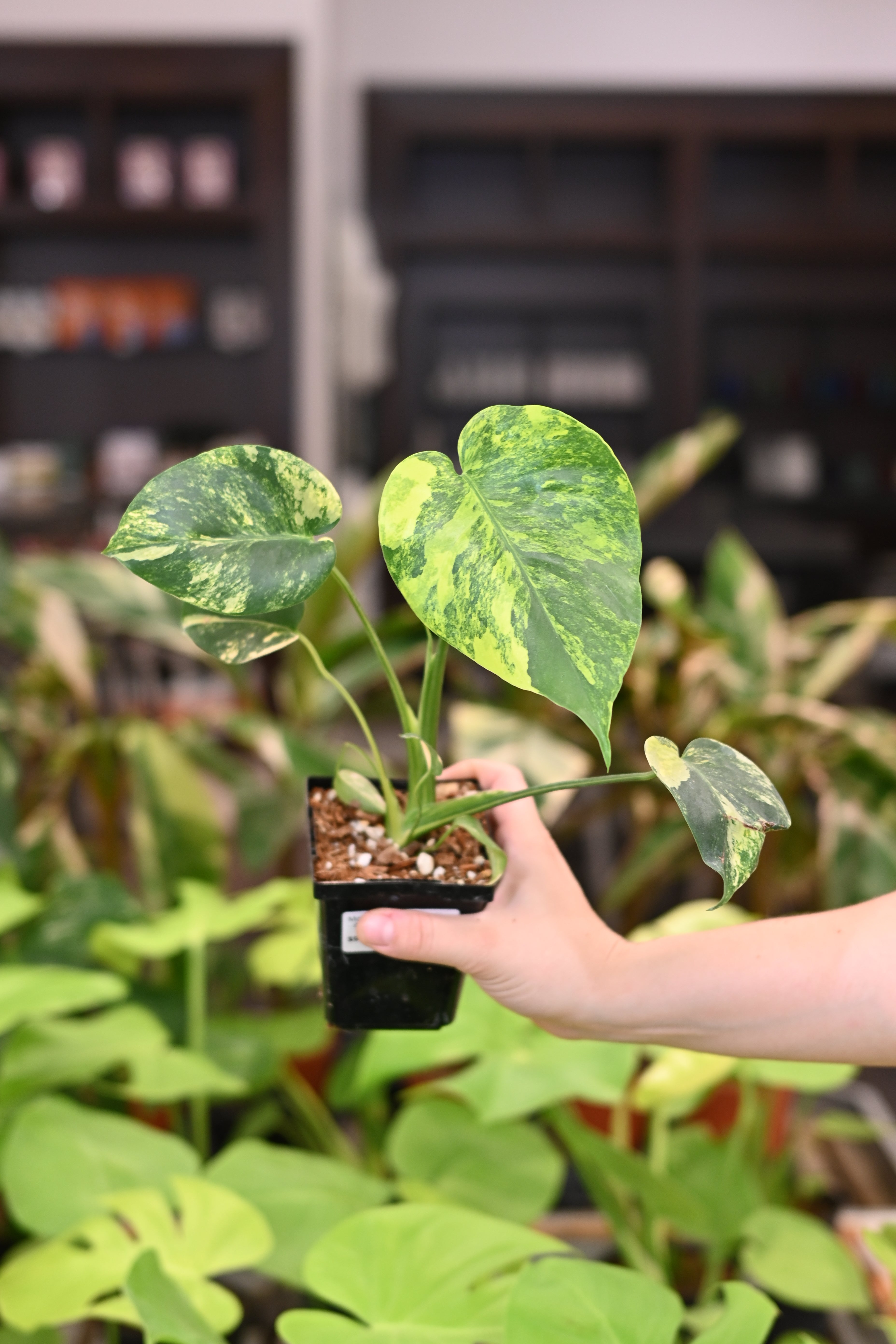 Monstera Marilyn