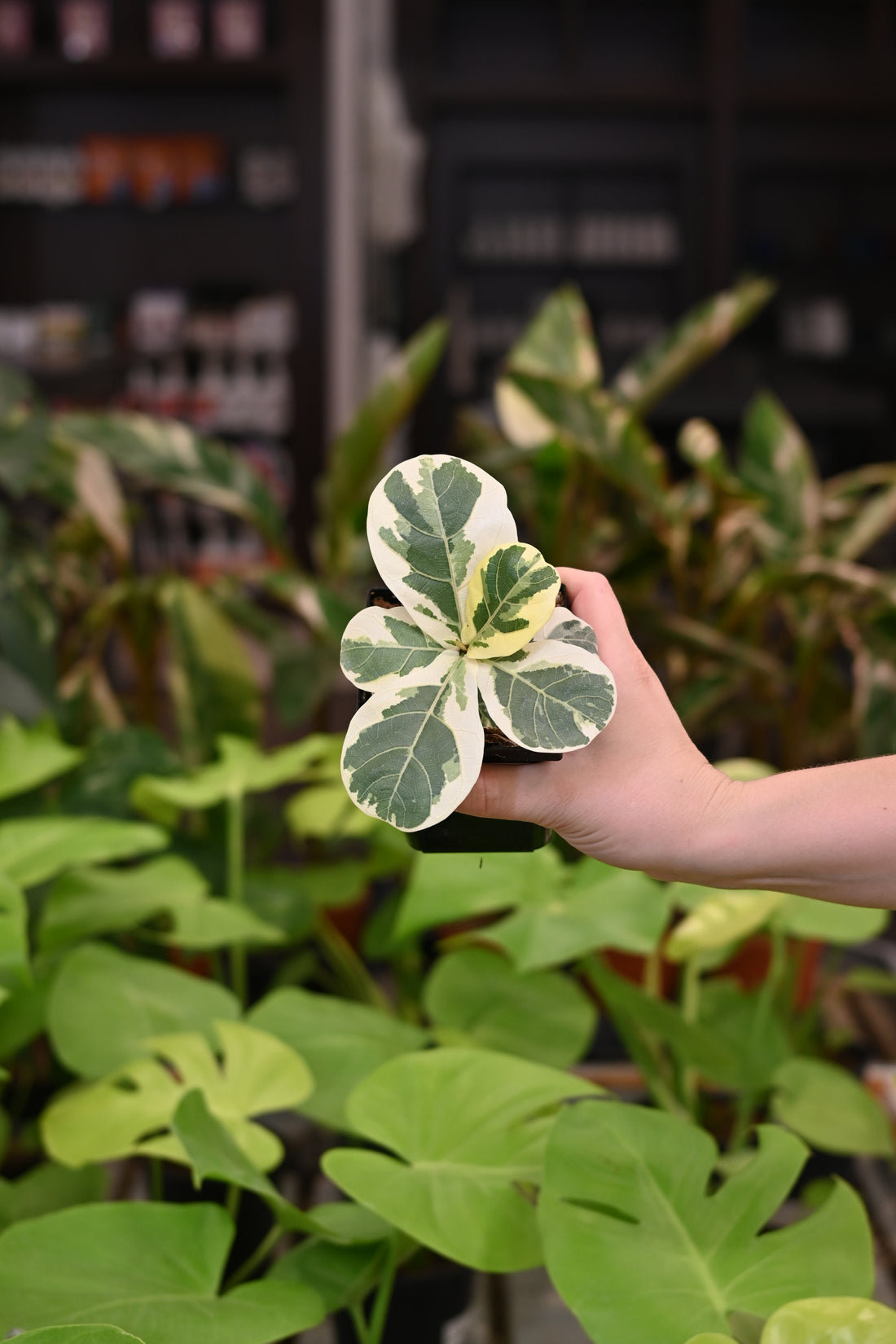 Ficus Lyrata Variegated