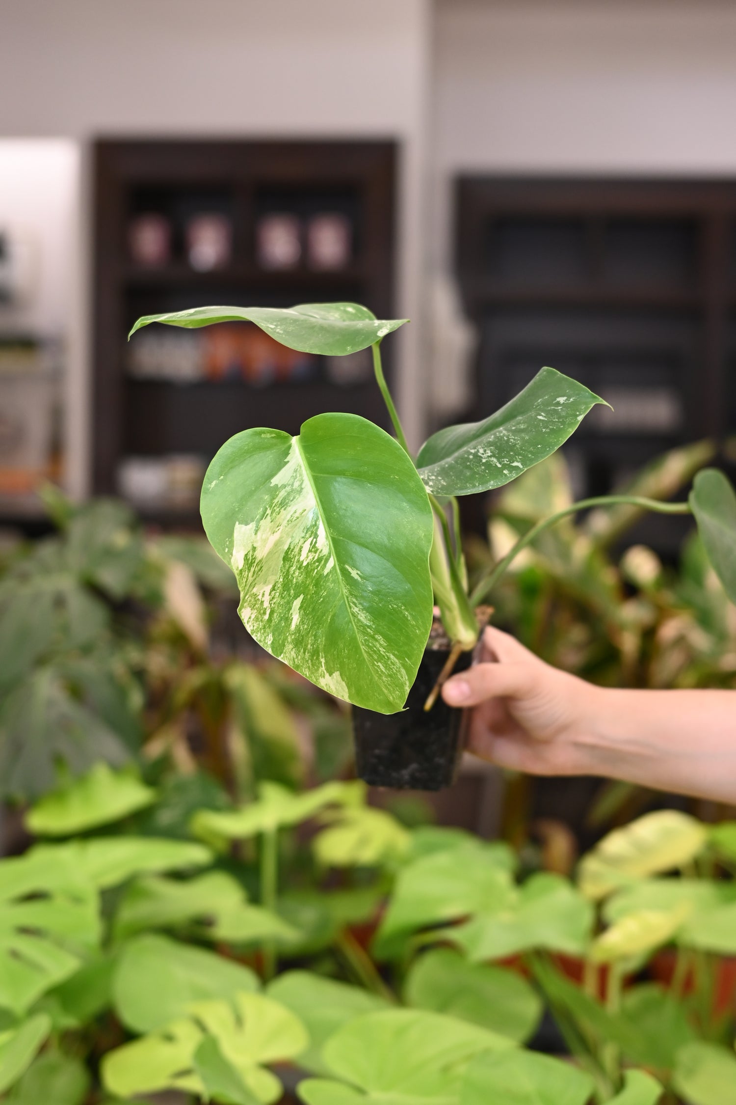 Monstera Albo