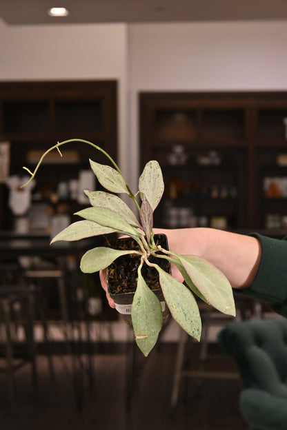 Hoya New Guinea Ghost