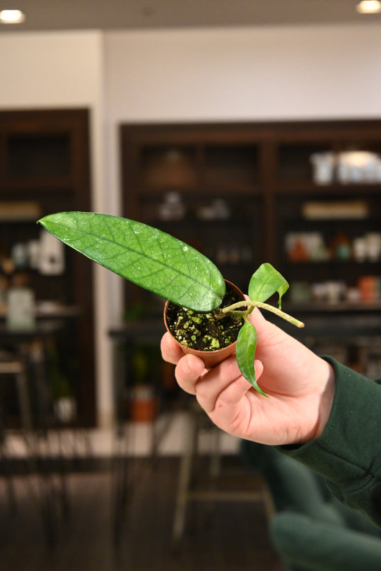 Hoya Vietkast