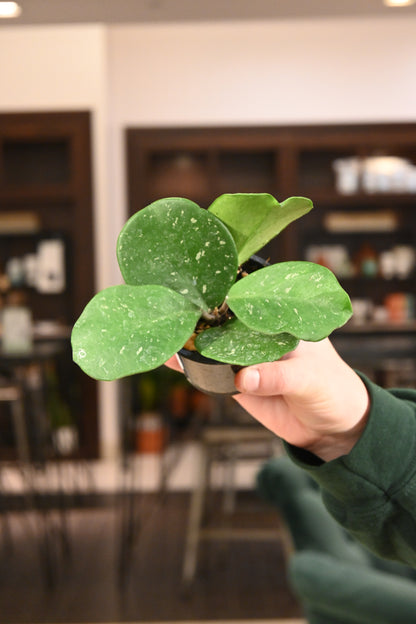 Hoya Obovata