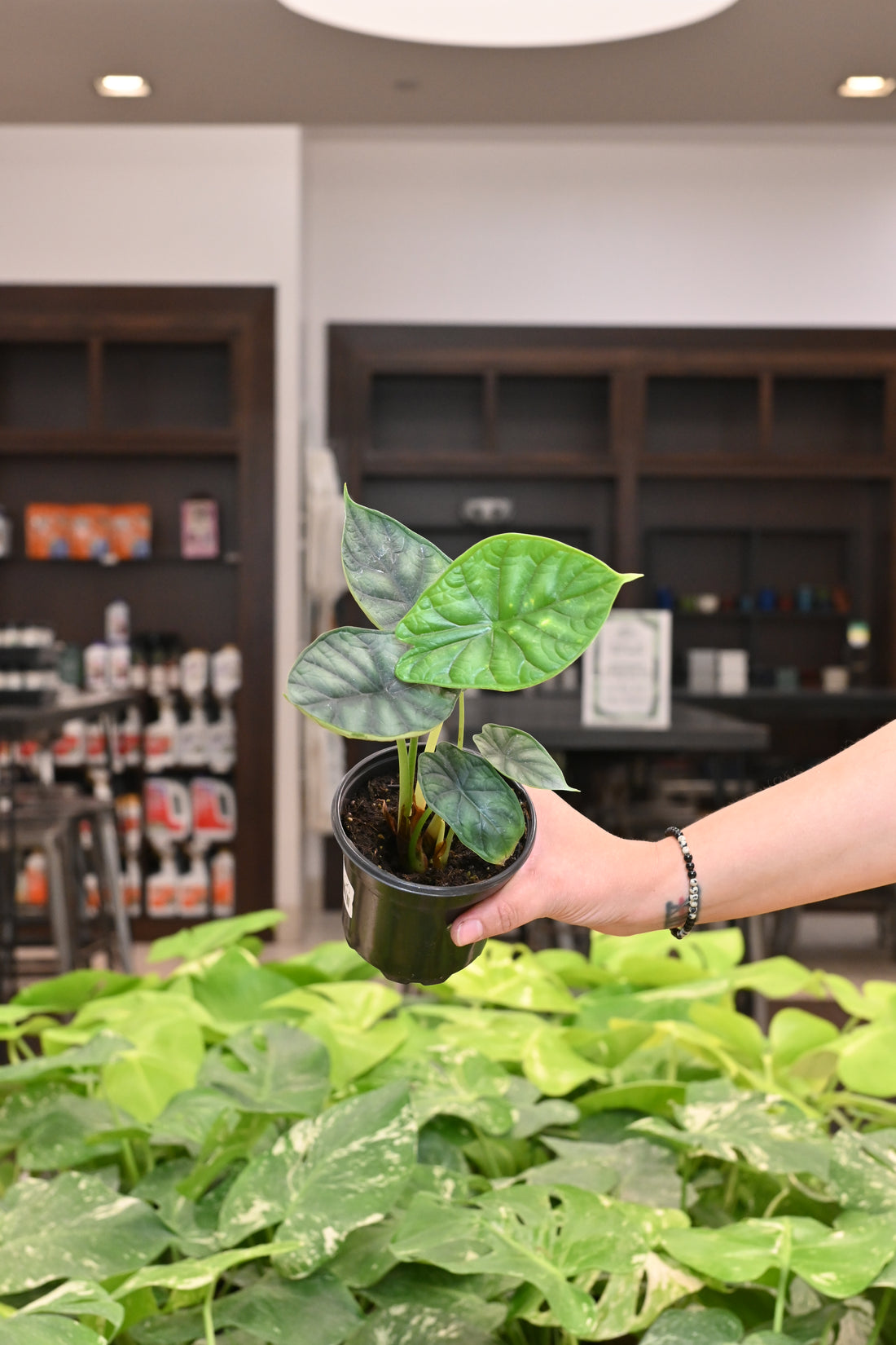 Alocasia Dragon Scale