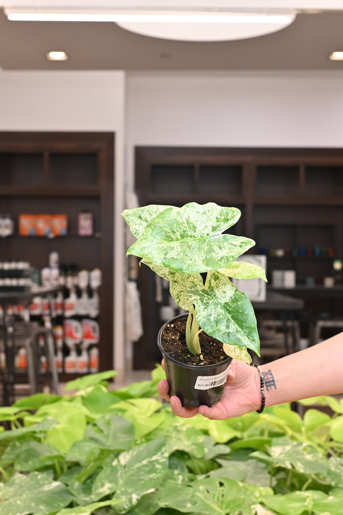 Alocasia Blizzard