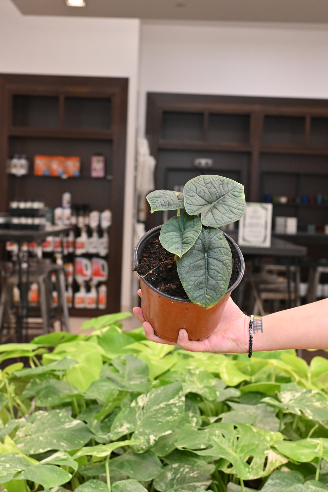 Alocasia Melo