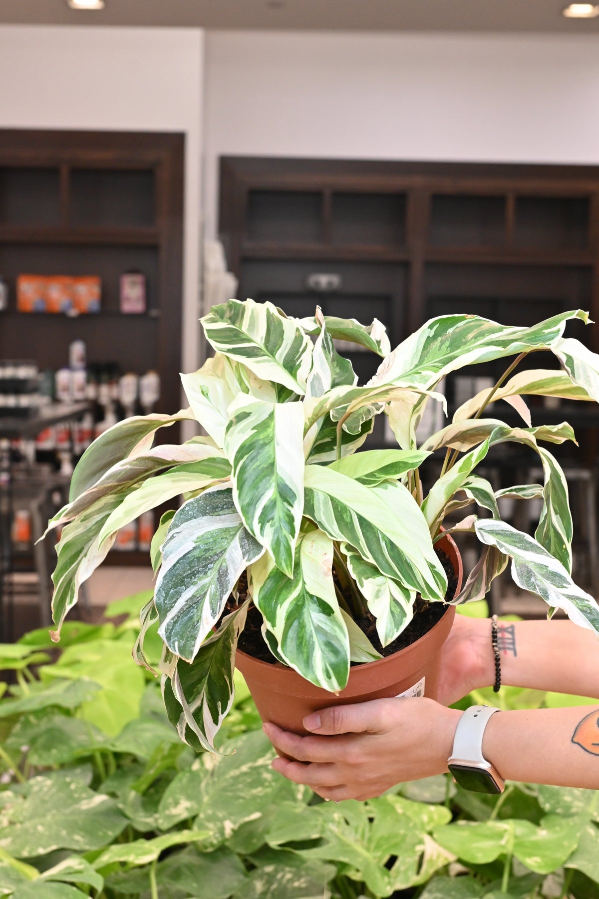 Calathea White Fusion