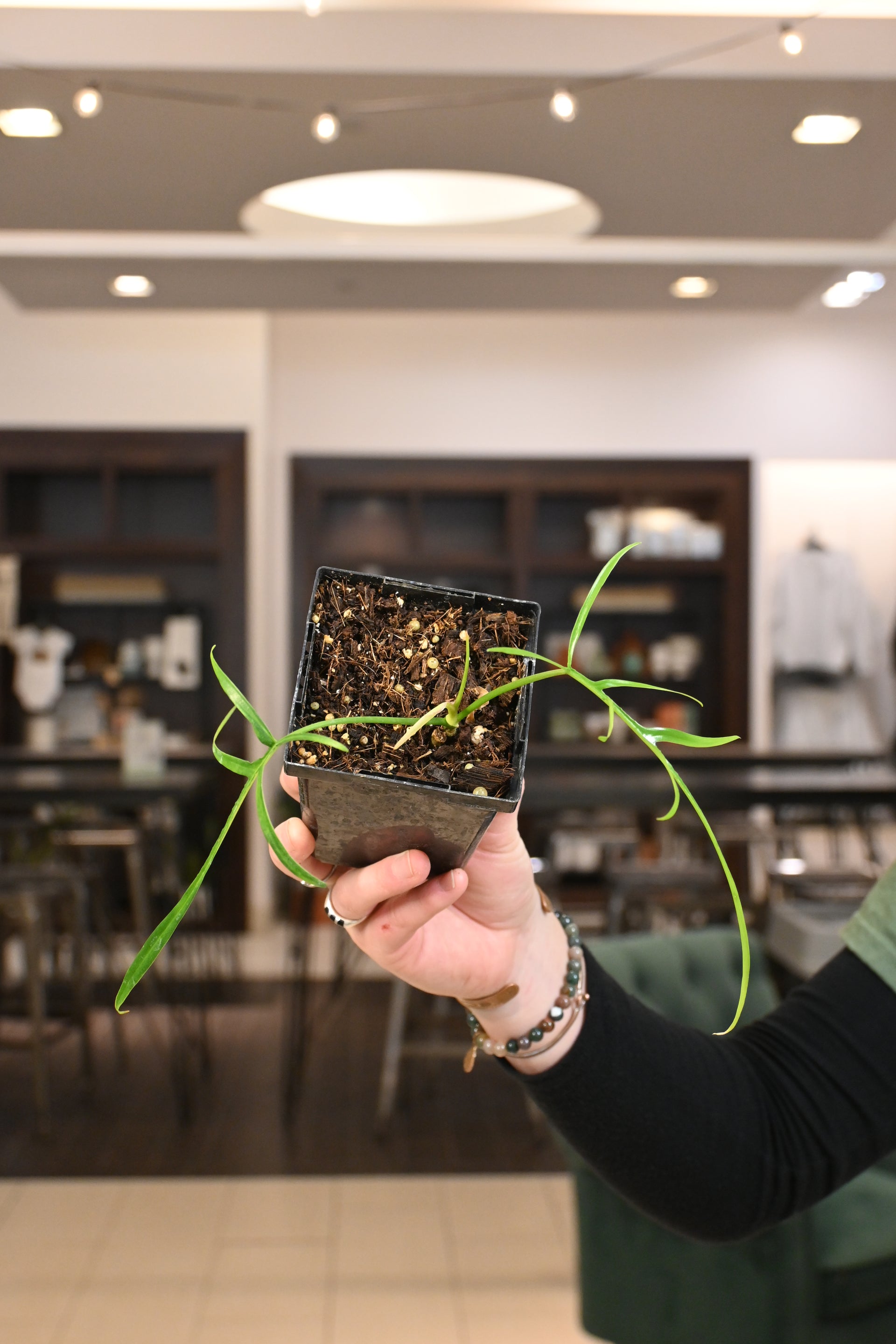 philodendron polypodioides care Philodendron Polypodioides – Lost in the Forrest