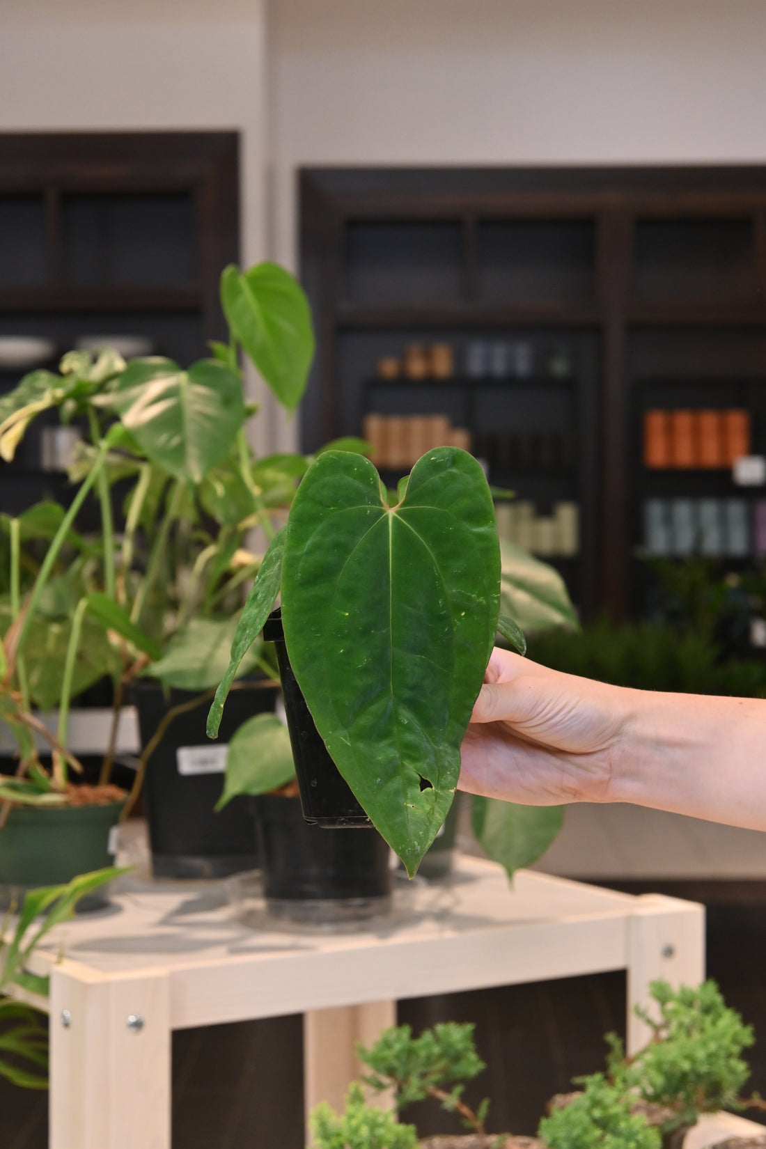 Anthurium Papillilaminum Wu8 x BVEP Mushroom