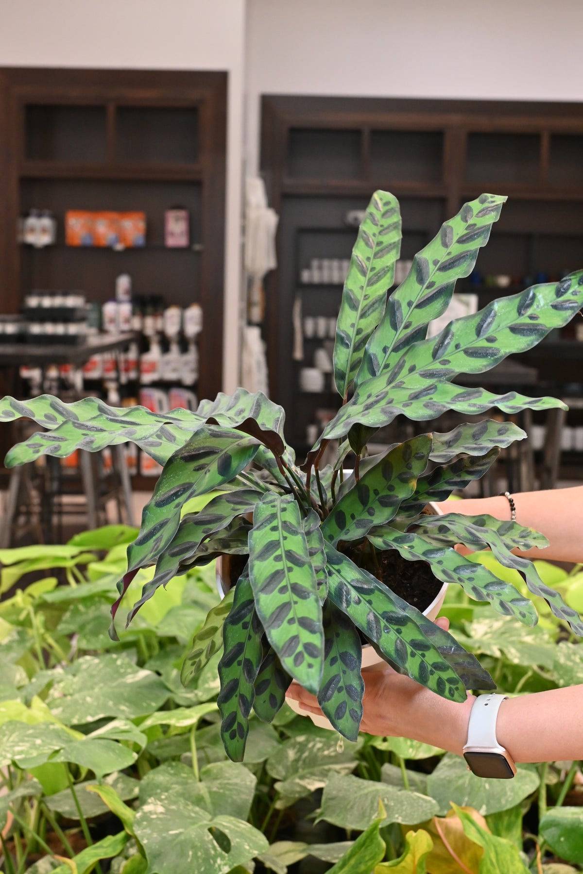 Calathea Lancifolia