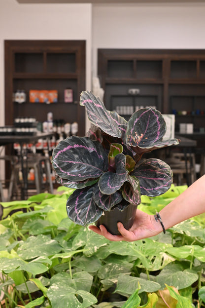 Calathea Dottie