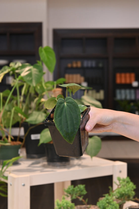 Anthurium &