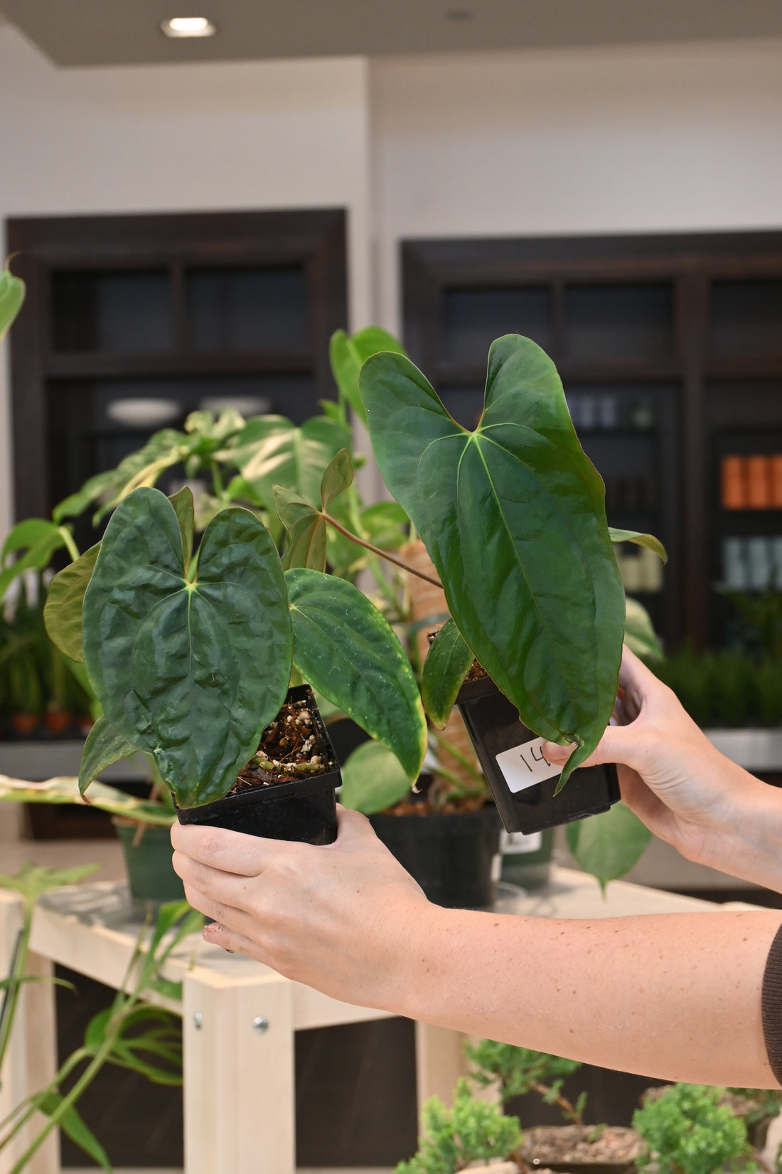 Anthurium Papillilaminum Voldemort x Ralph Lynam Selfed