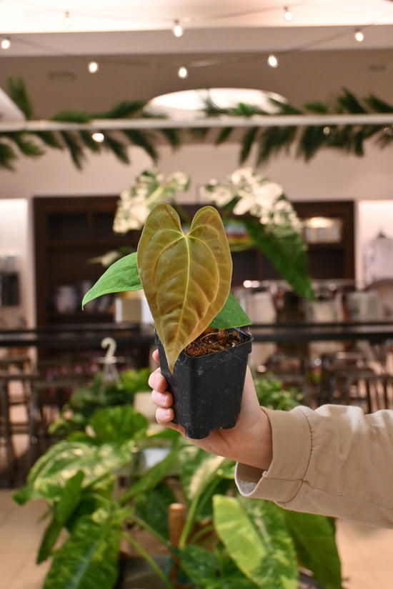 Anthurium Papillilaminum "Voldemort" x "Wu 1"